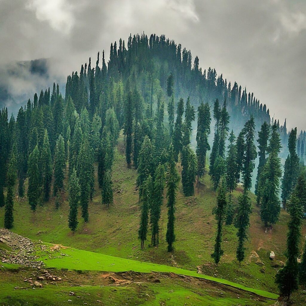 Top 10 Places to Visit in Rajouri, Jammu and Kashmir. A lush green hillside covered in tall pine trees under a cloudy sky.